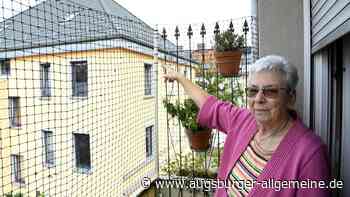 Nehmen die Tauben in Augsburg überhand?