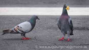 Taubenprobleme in Augsburg: Selbst Tierschützer sind genervt