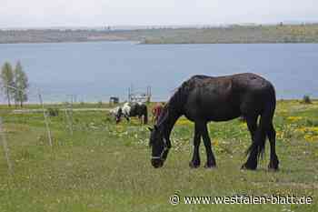 Autofahrer (72) fährt Pferd an und verletzt es