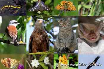 NABU, NEW und BUND fordern Nationalpark Egge