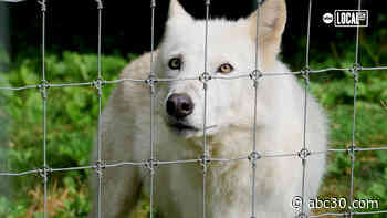 Wolf Sanctuary of Pennsylvania is on a mission to save animals