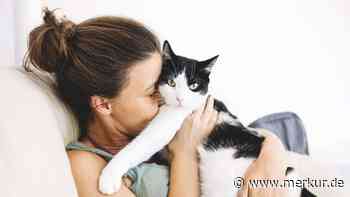 Vermisster Kater nach elf Jahren endlich wieder mit Besitzerin vereint – dank Mikrochip