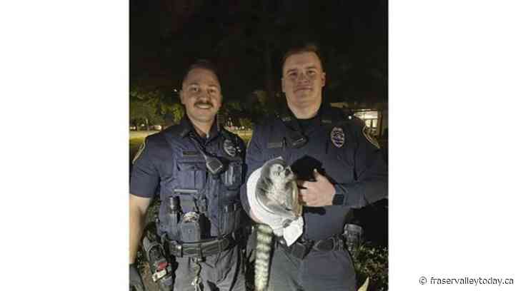 Lemur on the loose! Video shows police chasing critter that escaped in Missouri