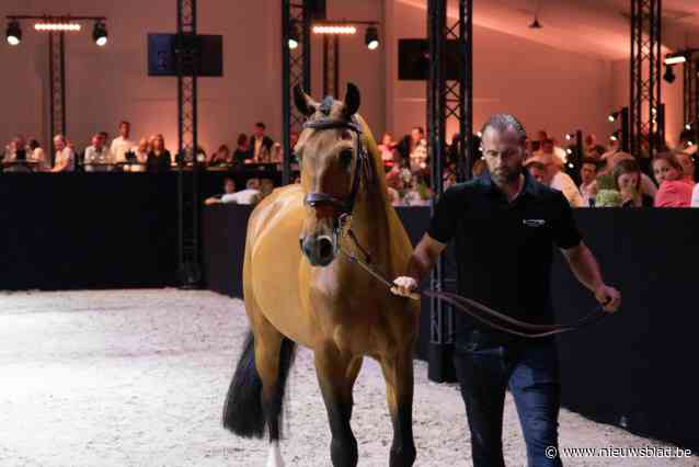 Wereldrecord: duurste embryo van springpaard ooit voor 124.000 euro geveild in Geel