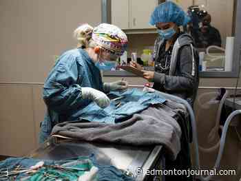 Edmonton Humane Society looks to curb feral cat population with mass spay-neuter clinic