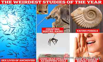 The weirdest studies of the year are revealed in the spoof 'Ig Nobel' awards - from research into the sex lives of ANCHOVIES to an experiment to explore whether there is an equal number of hairs in each nostril