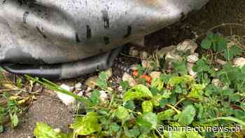 Pandemic-driven surge in opioid-related poisonings in Simcoe Muskoka: SMDHU