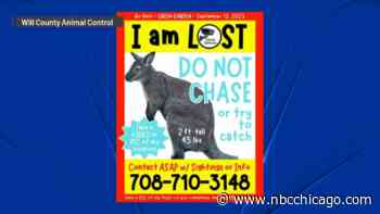 Wallaby reported missing near Monee, with owners seeking help