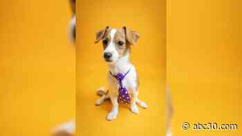 Paws on 30: Milo available for adoption at Valley Animal Center