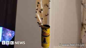 Warwickshire plague of flies prompts public meeting