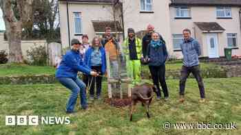 People asked for views on tree planting plans