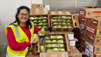 As sweet Philippine mangoes touch down in Australia, who is buying them?