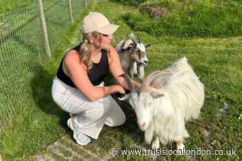 Foal Farm: The ‘beacon of hope’ for animals in Kent and London
