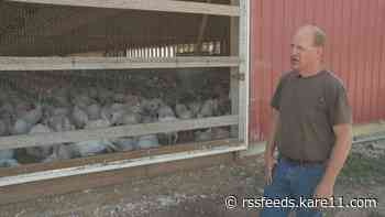 India lowering tariff on frozen turkey could be a big win for Minnesota turkey farmers