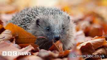 Hedgehog safety plea for new housing estates