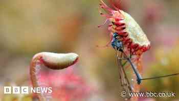 Fly-eating plants reintroduced to Lancashire nature reserve