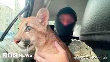 Moment puma cub found and rescued by police