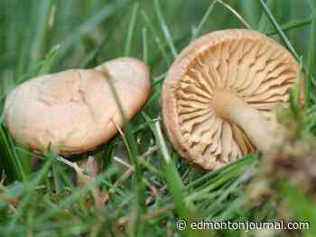 GROWING THINGS: If you liked it, you should have put a fairy ring on it