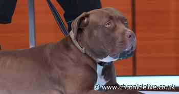 American XL Bully to be banned in UK by end of 2023 after man dies following dog attack, Rishi Sunak says