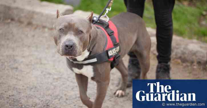 American XL bully dog will be banned, says Rishi Sunak