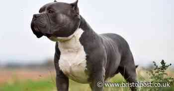 Owner of XL bully defends breed saying ‘any dog can be aggressive’