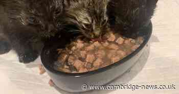 Ill kittens dumped from white van and abandoned in village near Huntingdon