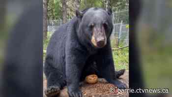 Young bear removed from Marineland finds forever home at Rosseau wildlife sanctuary