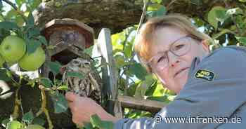 Coburg: Verletzter Steinkauz gesund gepflegt und freigelassen - warum er in Bayern gefährdet ist