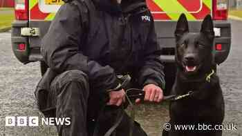 Amputated legs could be used in police dog training