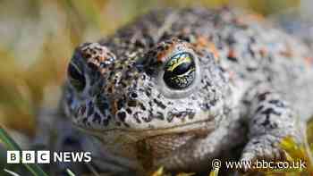 England's rarest species to get £14.5m funding boost