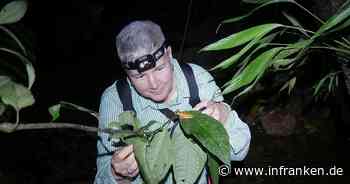 Bayreuth: Schädigen Dieselabgase den Insekten? Universitätsteam untersucht Auswirkungen