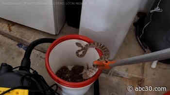 Wrangler captures 20 rattlesnakes found inside Arizona homeowner's garage: VIDEO