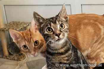 Erfolg für Tierschutzverein Höxter-Holzminden vor dem Verwaltungsgericht