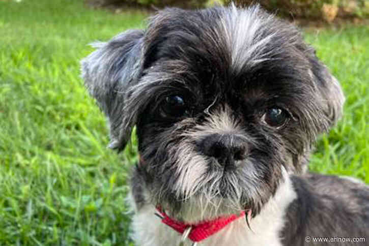 Adoptable Pet of the Week: Ike