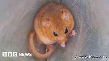 Thirty years since dormice brought to Cambridgeshire woodland