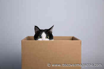 Why Do Cats Love Boxes So Much?