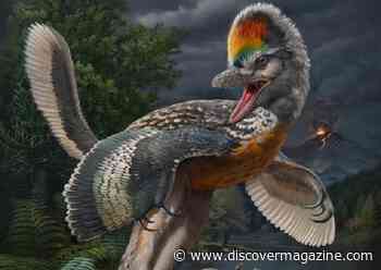 One of the Earliest Birds Ever Discovered Has Rare, Stork-Like Legs