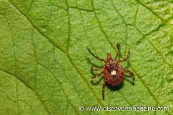 450,000 Americans May Have A Meat Allergy Caused By Tick Bites