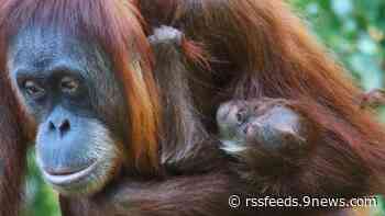 It's a girl! Denver Zoo pays homage to researcher with baby orangutan's name