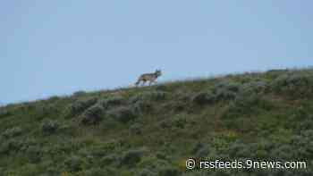 Colorado will get to create rules for when people can kill grey wolves