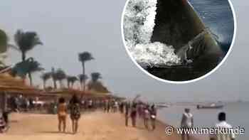 Attacke an Urlauberstrand in Ägypten – Touristen rennen aus dem Meer, Hai erwischt Frau
