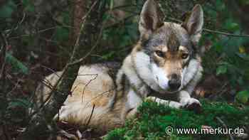 Wolfshunde: Fünf Rassen, die faszinieren, jedoch nichts für Anfänger sind