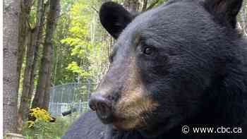 Bear rescued from Marineland 'didn't understand trees.' Finds new home at wildlife sanctuary