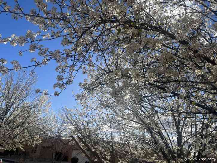 New Mexico groups get $20.5M in grants from USDA Forest Service