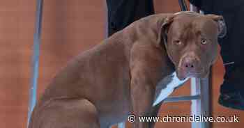 What will happen to American XL Bully dogs when the Government's breed ban comes into force?