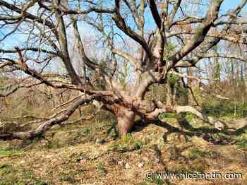 Il culmine à 100 mètres de hauteur... À Vence, un chêne obtient le label "arbre remarquable"