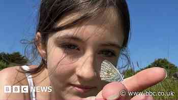 UK butterfly numbers at highest level since 2019