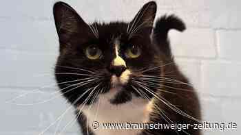 Katzendame Maggie in Braunschweig sucht ein neues Zuhause