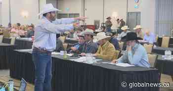Southern Alberta video auction selling 65,000 cattle in 2 days