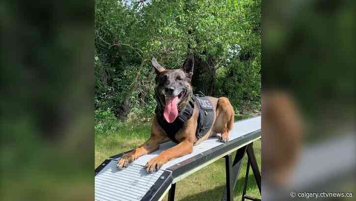 Lethbridge man charged after police service dog injured in line of duty